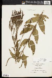 Verbena hastata image