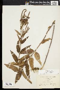 Verbena hastata image