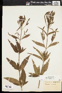 Verbena hastata image