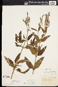 Verbena hastata image