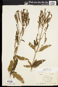 Verbena hastata image