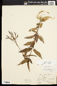 Verbena hastata image