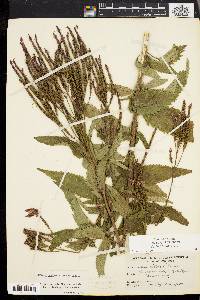 Verbena hastata image