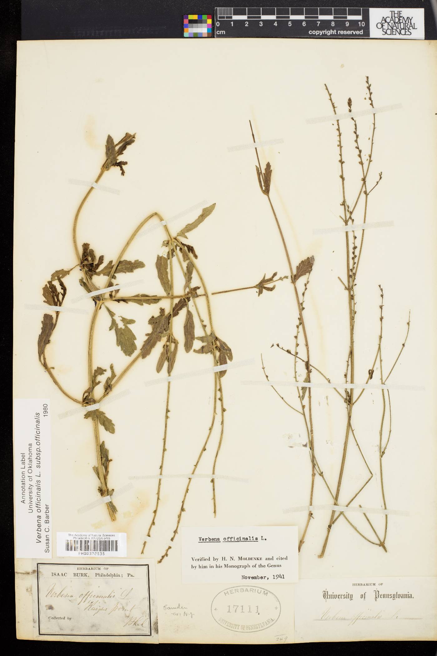 Verbena officinalis image