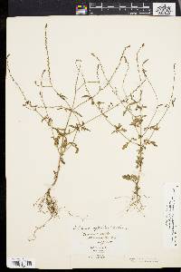 Verbena officinalis image