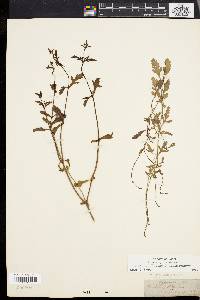 Verbena officinalis image