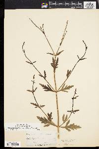 Verbena officinalis image