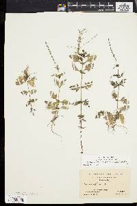 Verbena officinalis image