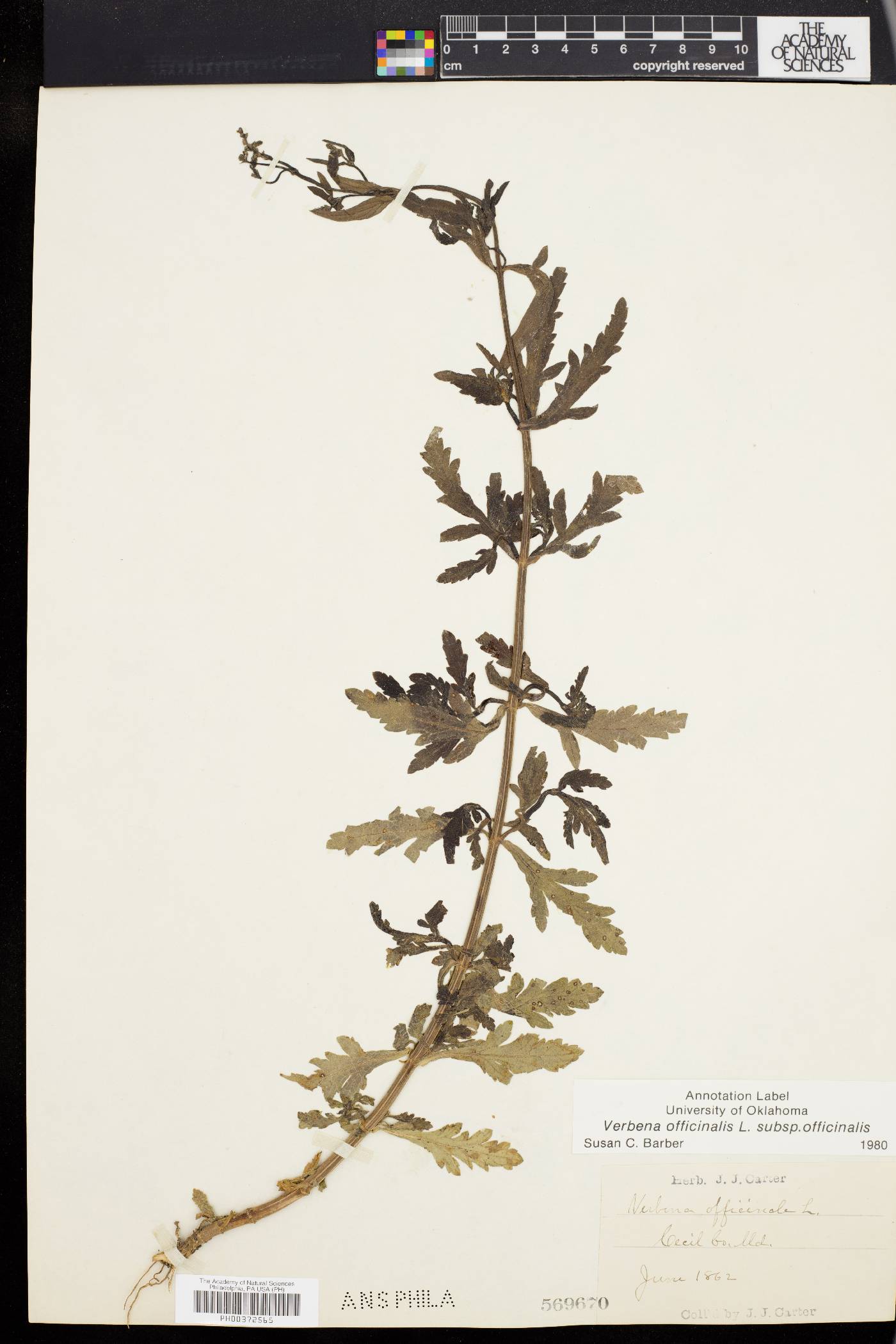 Verbena officinalis image