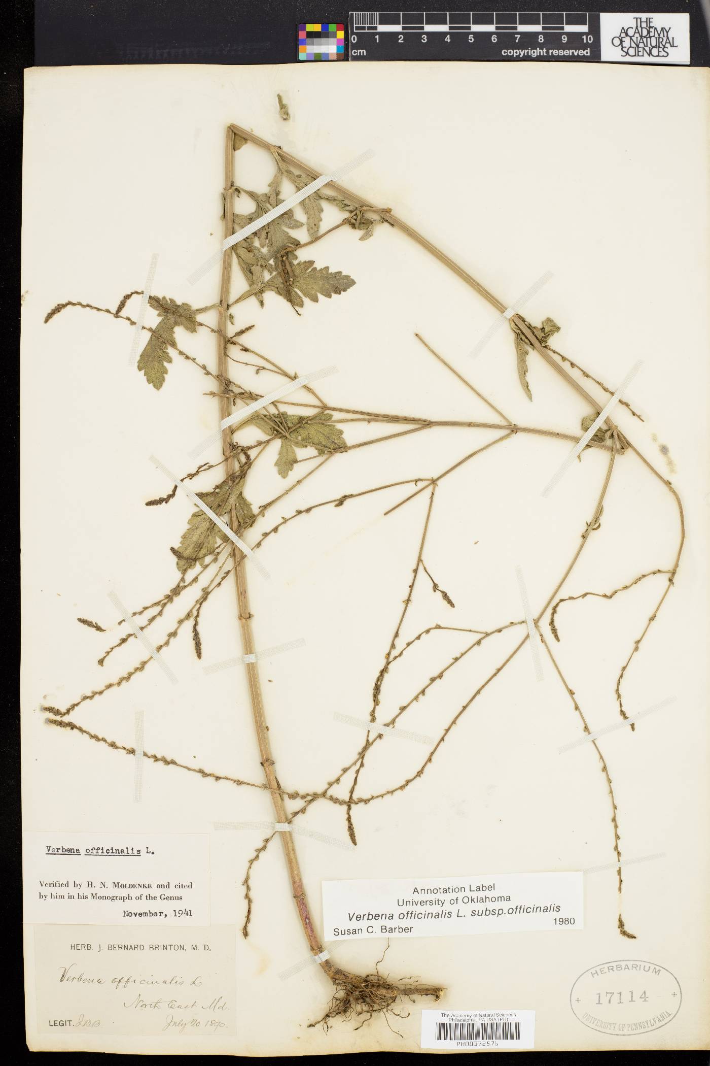 Verbena officinalis image