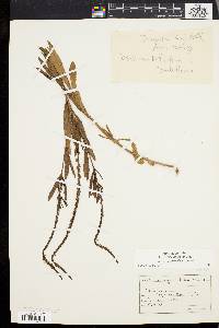 Verbena simplex image