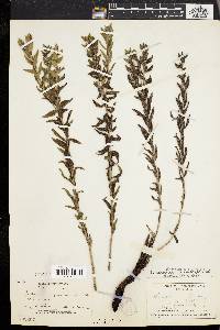 Lithospermum caroliniense image