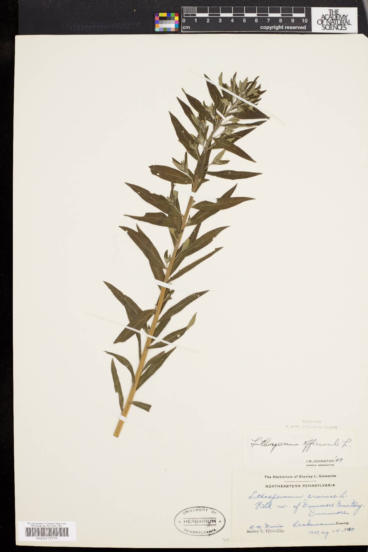 Lithospermum officinale image