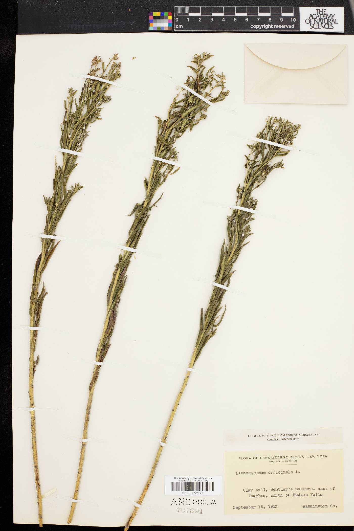 Lithospermum officinale image