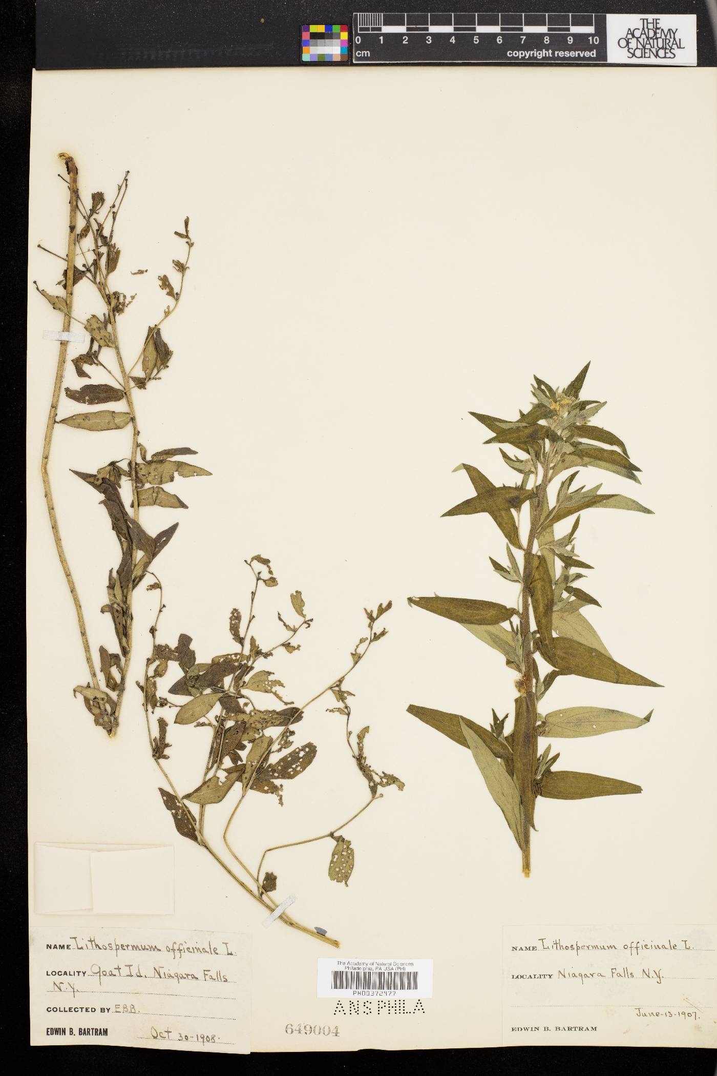 Lithospermum officinale image