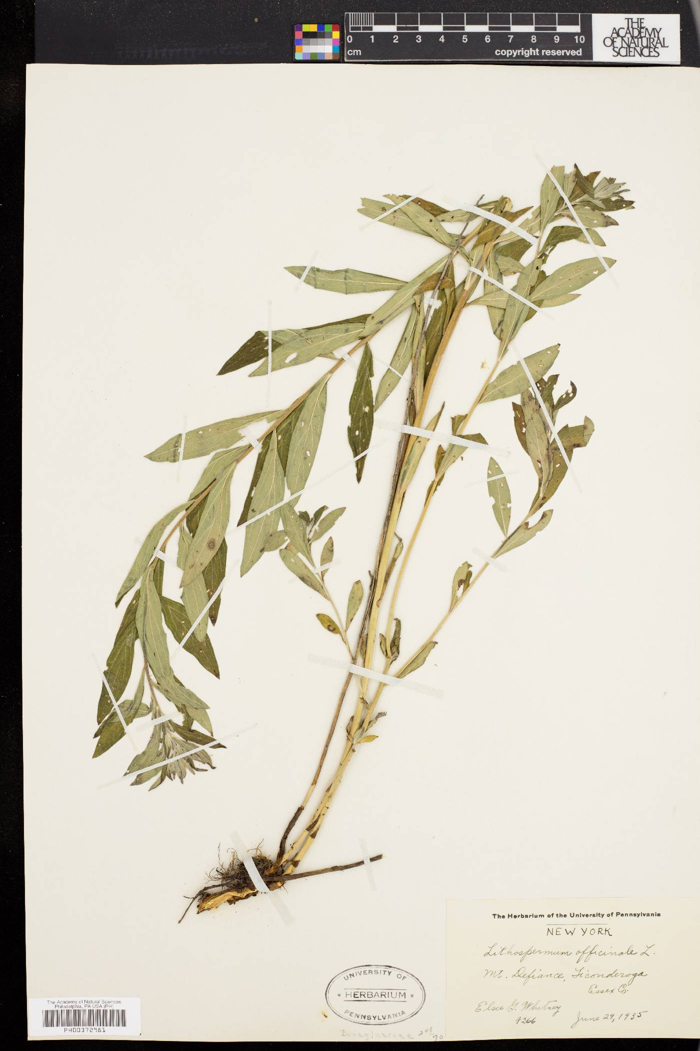 Lithospermum officinale image