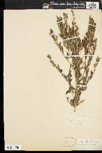 Lithospermum officinale image