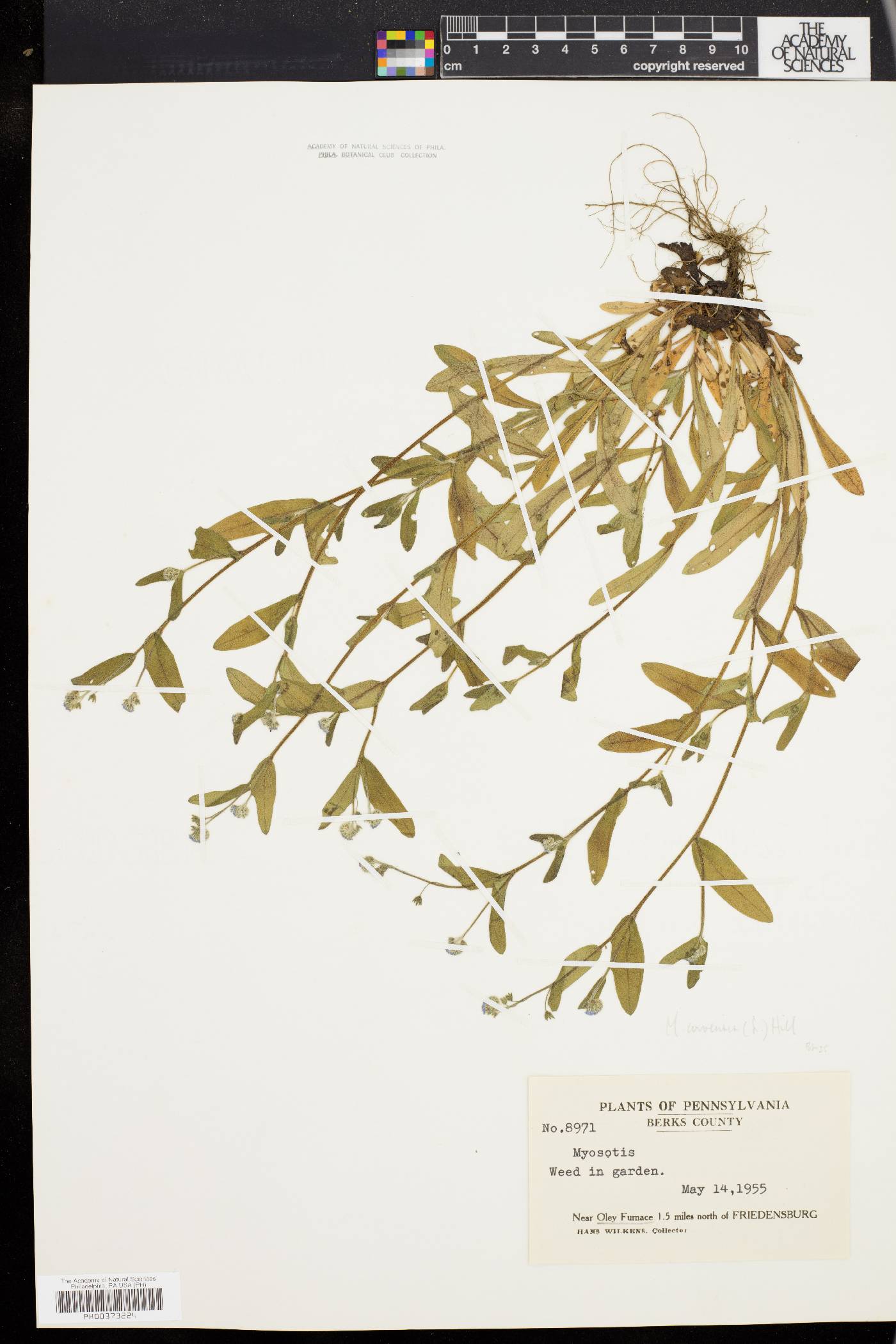 Myosotis arvensis image