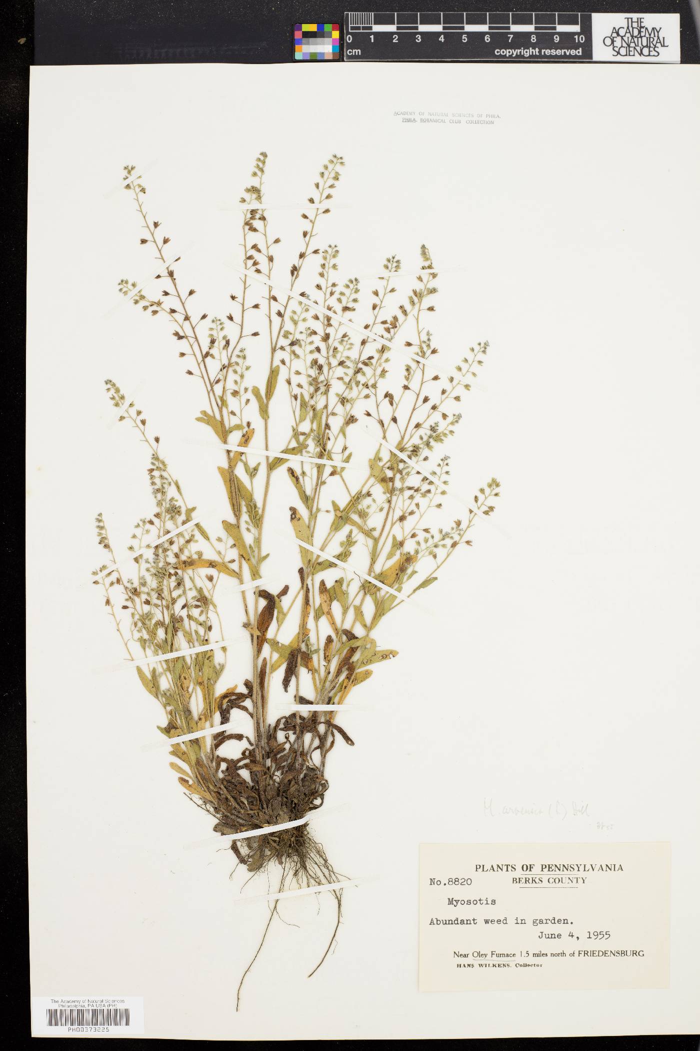 Myosotis arvensis image