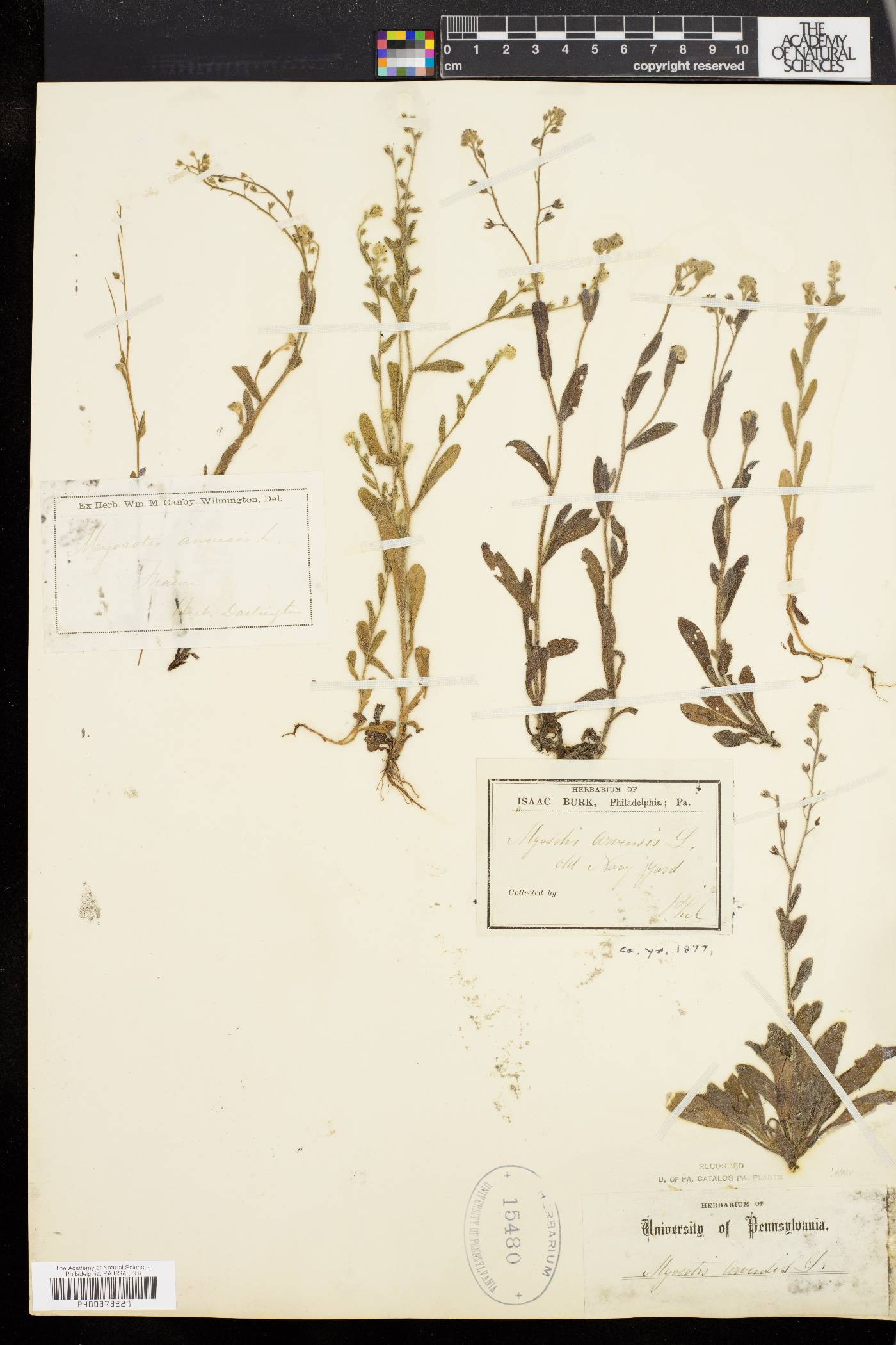 Myosotis arvensis image