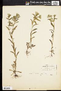 Buglossoides arvensis image