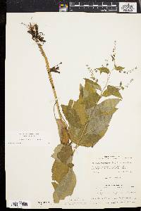 Hackelia virginiana image