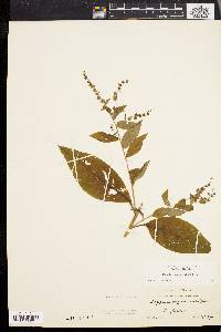 Hackelia virginiana image