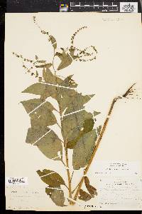 Hackelia virginiana image