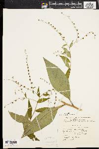 Hackelia virginiana image