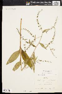 Hackelia virginiana image