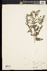 Echium vulgare image