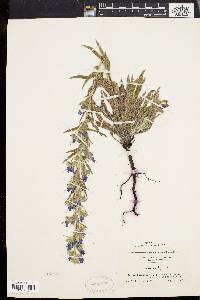 Echium vulgare image