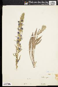 Echium vulgare image