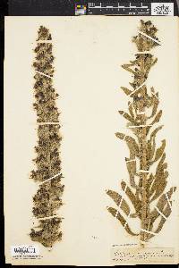 Echium vulgare image