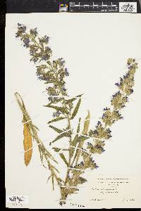 Echium vulgare image