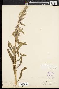 Echium vulgare image