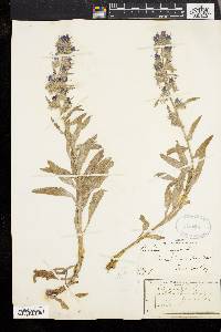 Echium vulgare image