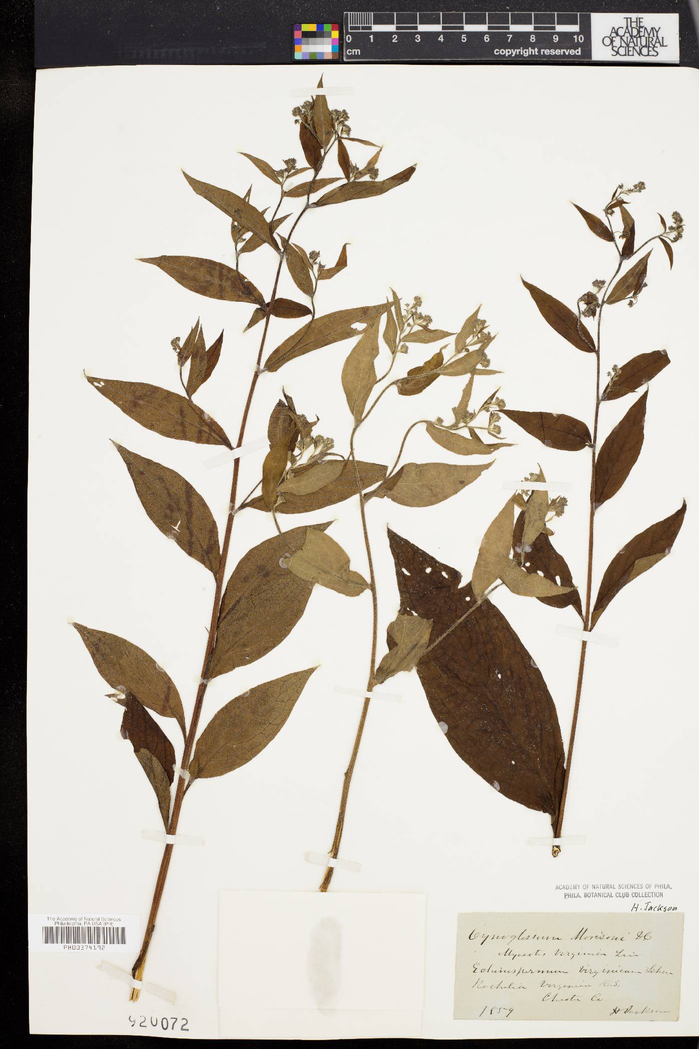 Cynoglossum morisonii image