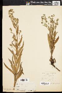 Cynoglossum officinale image