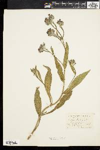 Anchusa italica image