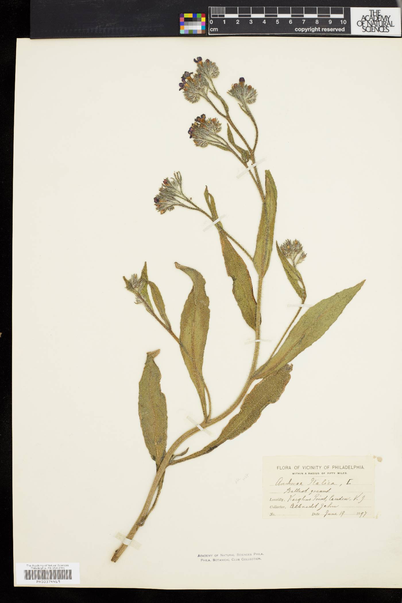 Anchusa italica image