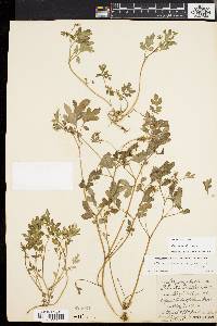 Phacelia covillei image