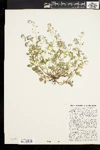 Phacelia dubia image