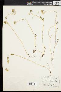 Phacelia parviflora image