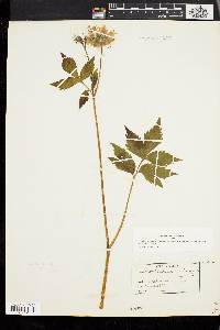 Hydrophyllum virginianum image