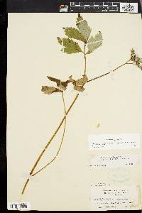 Hydrophyllum virginianum image