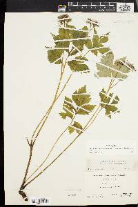 Hydrophyllum virginianum image