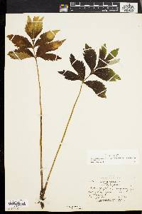 Hydrophyllum virginianum image