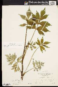 Hydrophyllum virginianum image