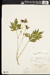 Hydrophyllum virginianum image